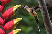 Koepcke's Hermit, Aconabikh Reserve, San Martin, Peru, October 2018 - click for larger image