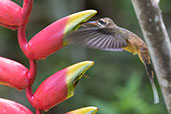 Koepcke's Hermit, Aconabikh Reserve, San Martin, Peru, October 2018 - click for larger image