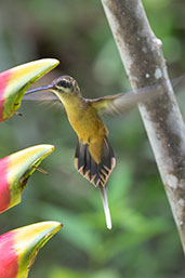 Koepcke's Hermit, Aconabikh Reserve, San Martin, Peru, October 2018 - click for larger image