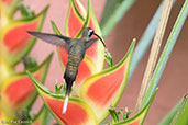 Long-billed Hermit, Tikal, Guatemala, March 2015, March 2015 - click for larger image