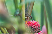 Long-billed Hermit, Pico Bonito, Honduras, March 2015, March 2015 - click for larger image