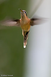 Long-billed Hermit, Rio Santiago, Honduras, March 2015, March 2015 - click for larger image