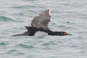 Rock Cormorant, Tierra del Fuego, Chile, December 2005 - click for larger image