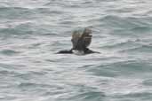 Immature Rock Cormorant, Tierra del Fuego, Chile, December 2005 - click for larger image