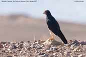 Mountain Caracara, San Pedro de Atacama, Chile, January 2007 - click for larger image