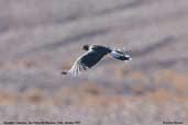 Mountain Caracara, San Pedro de Atacama, Chile, January 2007 - click for larger image