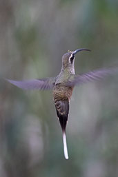 Great-billed Hermit, Waqanki Lodge, San Martin, Peru, October 2018 - click for larger image