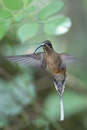 Great-billed Hermit, Waqanki Lodge, San Martin, Peru, October 2018 - click for larger image