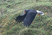 Mountain Caracara, Abra Barra Negro, Peru, October 2018 - click for larger image