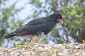 Mountain Caracara, Abra Barra Negro, Peru, October 2018 - click for larger image