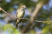 Mouse-coloured Tyrannulet, Chapada de Araripe, Ceará, Brazil, October 2008 - click for larger image