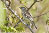 Mouse-coloured Tyrannulet, Chapada de Araripe, Ceará, Brazil, October 2008 - click for larger image