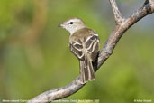 Mouse-coloured Tyrannulet, Chapada de Araripe, Ceará, Brazil, October 2008 - click for larger image