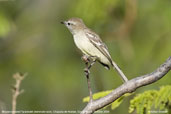 Mouse-coloured Tyrannulet, Chapada de Araripe, Ceará, Brazil, October 2008 - click for larger image