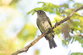 Mouse-coloured Tyrannulet, Laguna Ricurirocha, San Martin, Peru, October 2018 - click for larger image