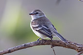 Mouse-coloured Tyrannulet, Serra de Cipo, Minas Gerais, Brazil, October 2022 - click for larger image