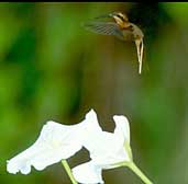 Cinnamon-throated Hermit, Caseara, Tocantins, Brazil, January 2002 - click for larger image
