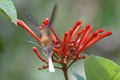 Needle-billed Hermit, Palmarí, Amazonas, Brazil, September 2003 - click for larger image