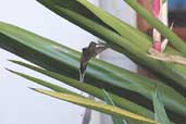 Planalto Hermit, Chapada Diamantina, Bahia, Brazil, July 2002 - click for larger image