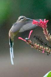 Planalto Hermit, Chapada Diamantina, Bahia, Brazil, March 2004 - click for larger image