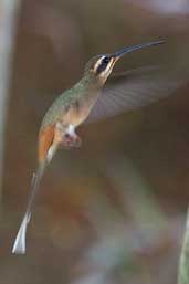 Planalto Hermit, Chapada Diamantina, Bahia, Brazil, March 2004 - click for larger image