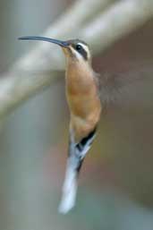 Planalto Hermit, Chapada Diamantina, Bahia, Brazil, March 2004 - click for larger image