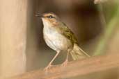 River Warbler, Carajás, Pará, Brazil, October 2005 - click for larger image