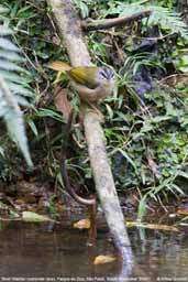 River Warbler, Parque do Zizo, São Paulo, Brazil, November 2006 - click for larger image