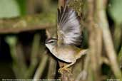 River Warbler, Ubatuba, São Paulo, Brazil, November 2006 - click for larger image