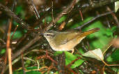 River Warbler, Reserva Volta Velha, Itapoá, Santa Catarina, Brazil, July 2001 - click for larger image