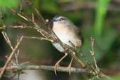 River Warbler, Intervales, São Paulo, Brazil, April 2004 - click for larger image