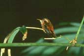 Reddish Hermit, Ubatuba, São Paulo, Brazil, February 2002 - click for larger image