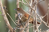 Greater Thornbird, Pompeu, Minas Gerais, Brazil, October 2022 - click for larger image
