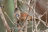 Greater Thornbird, Pompeu, Minas Gerais, Brazil, October 2022 - click for larger image