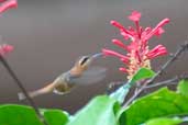 Reddish Hermit, Lençois, Bahia, Brazil, March 2004 - click for larger image