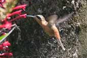 Reddish Hermit, Lençois, Bahia, Brazil, March 2004 - click for larger image