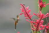 Reddish Hermit, Lençois, Bahia, Brazil, March 2004 - click for larger image