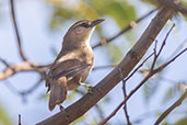 Rufous-fronted Thornbird, Jaen, Cajamarca, Peru, October 2018 - click for larger image