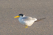 Large-billed Tern, Lagoa do Peixe, Rio Grande do Sul, Brazil, October 2022 - click for a larger image