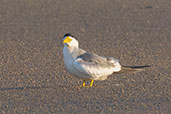 Large-billed Tern, Lagoa do Peixe, Rio Grande do Sul, Brazil, October 2022 - click for a larger image