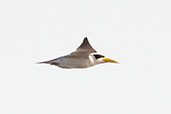 Large-billed Tern, Lagoa do Peixe, Rio Grande do Sul, Brazil, October 2022 - click for a larger image