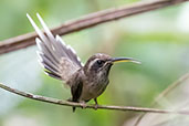 Dusky-throated Hermit, Intervales, Sao Paulo, Brazil, October 2022 - click for larger image