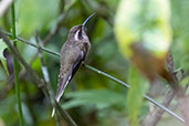 Dusky-throated Hermit, Intervales, Sao Paulo, Brazil, October 2022 - click for larger image