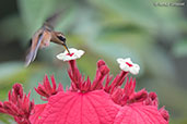 Stripe-throated Hermit, Pico Bonito, Honduras, March 2015, March 2015 - click for larger image