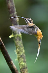 Tawny-bellied Hermit, Aguas Verdes, San Martin, Peru, October 2018 - click for larger image