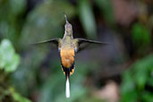 Tawny-bellied Hermit, Aguas Verdes, San Martin, Peru, October 2018 - click for larger image