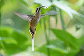 Tawny-bellied Hermit, San Isidro, Napo, Ecuador, November 2019 - click for larger image