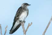 Brown-chested Martin, Rio Negro, Manaus, Brazil, July 2001 - click for larger image