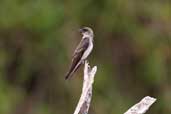 Brown-chested Martin, River Javarí, Peru, September 2003 - click for larger image