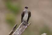 Brown-chested Martin, River Javarí, Peru, September 2003 - click for larger image